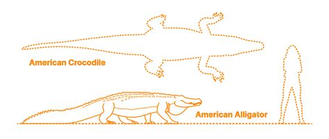 american alligator size chart|how to measure an alligator.